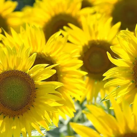 La Cascina Bed and Breakfast *