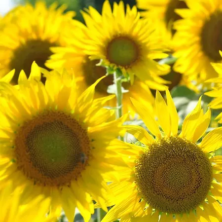 La Cascina * Calderara di Reno