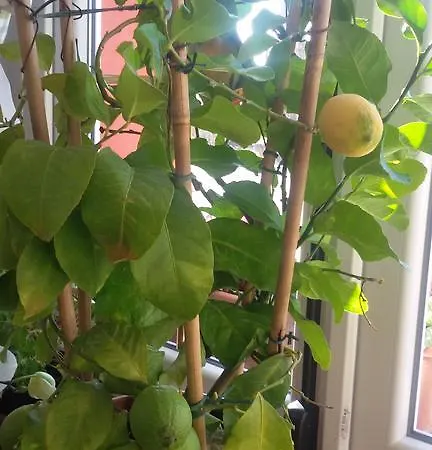 La Cascina Bed and Breakfast Calderara di Reno