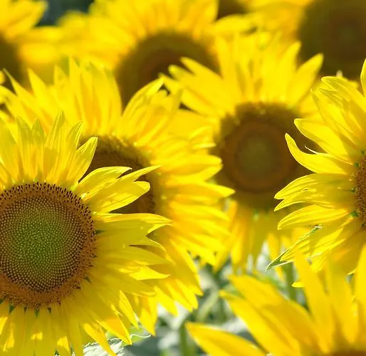 La Cascina Panzió *