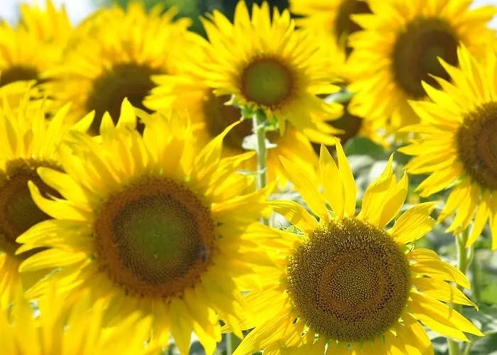 La Cascina * 칼더라라디레노