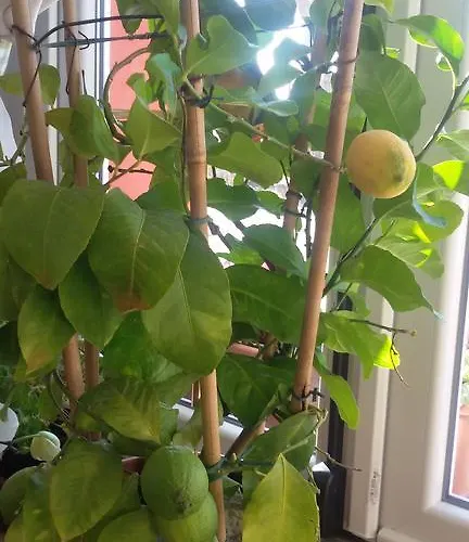 La Cascina Panzió Calderara di Reno